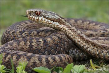 Гадюка і Федот