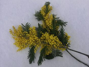 Гілочка мімози