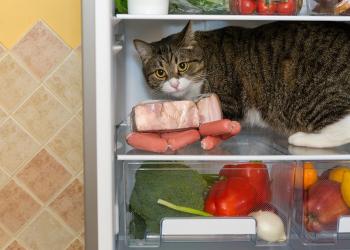 Холодильник