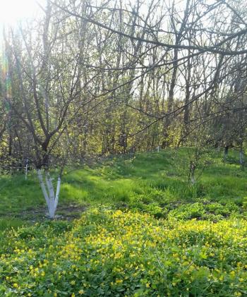 Коли між тобою й лісом нема паркану