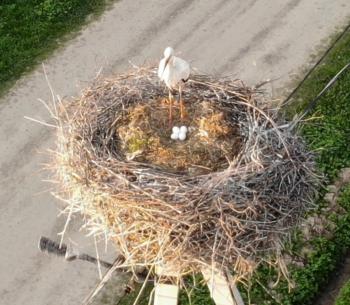 Твоє гніздо - твоя сила