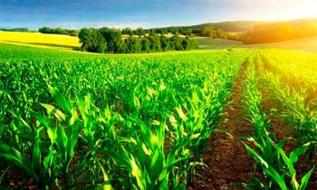 Вплив магнітного поля на якість і швидкість проростання насіння