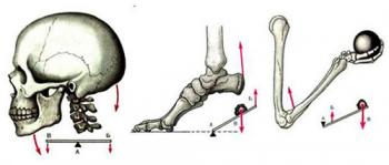Важелі в нашому організмі