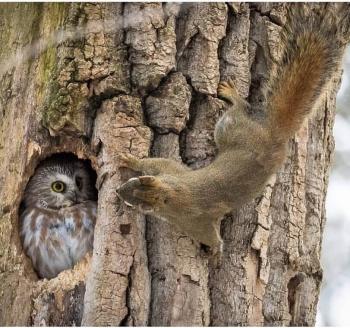 Світанковий совиний сон