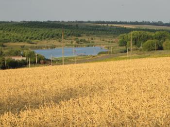 Ставочки й верби