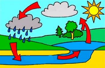 Випаровування і конденсація в живій природі