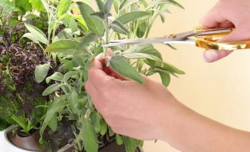 Мікросад для дому чи квартири: дизайнерські рішення від Prêt à Pousser