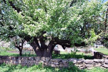 Танка для груші