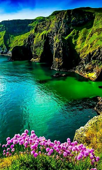 На изумрудном острове сирень