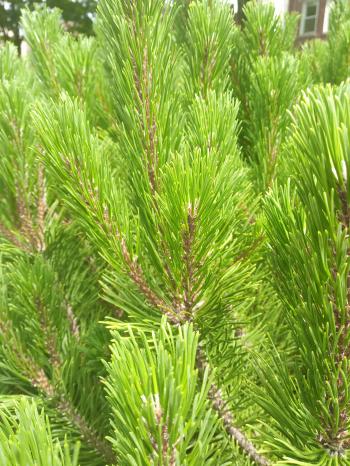 Давньо-англійська Поезія: 7.Лебідь