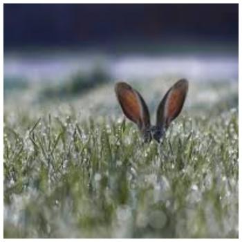 Росяний світанковий етюд