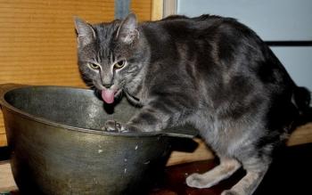 Не їв і не бачив