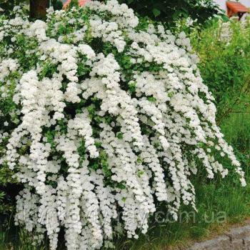 Цвіте спірея біля двору