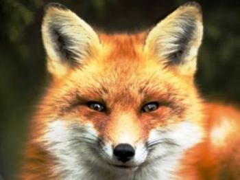 Лісник, мисливець та лисиця