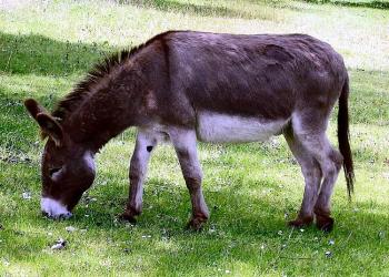 Осел і його тінь