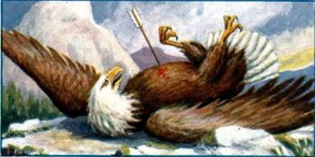 Орел та стріла