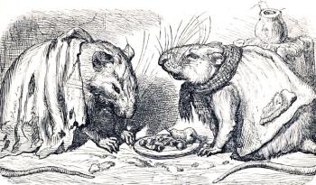 Міський та польовий пацюки