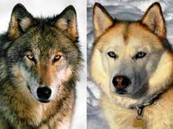 Вовки та собаки