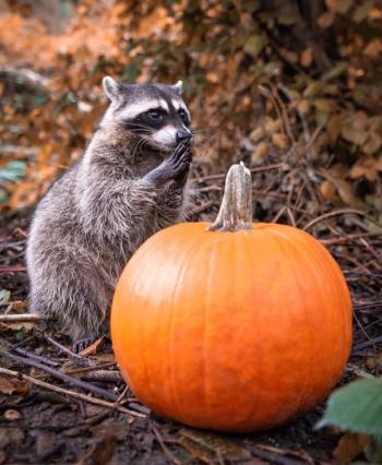 Гарбузова осіння пригода