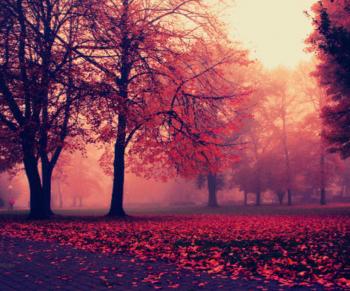 У лункій туманній густині