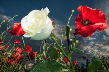 Белеет роза и алеют маки!