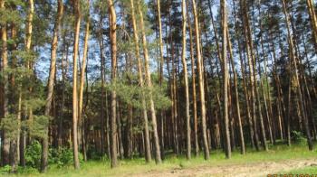 В полтавских соснах гуляет ветер!