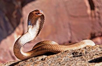 Змія та селянин