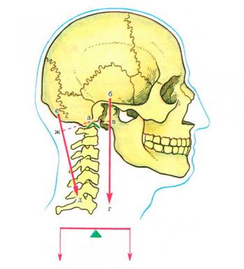 Важелі в живій природі