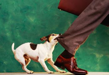 Покусаний собакою