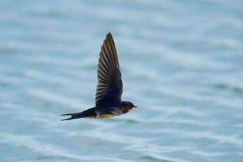 Лети, моя пташко