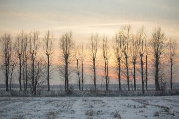 Світанкує студена зима