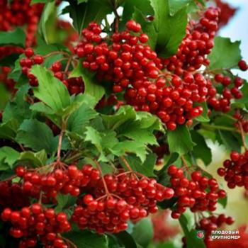 Плакала калина