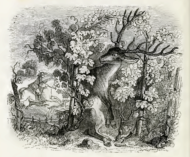 Олень та виноград