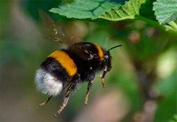 Важелі в живій природі
