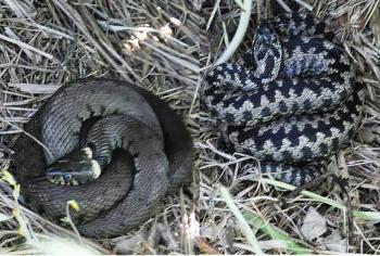 Гадюка та вуж