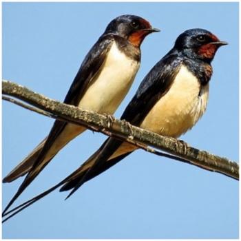 Прилетiла ластiвка...