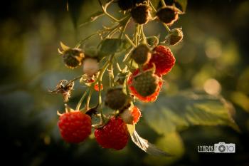 Кадр серпневого вечора