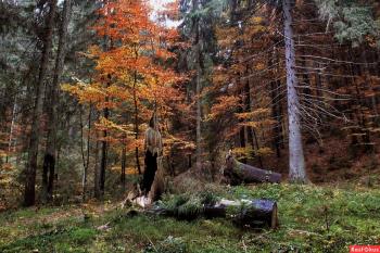 ЖИТТЯ В ОСІННЬОМУ ЛІСІ