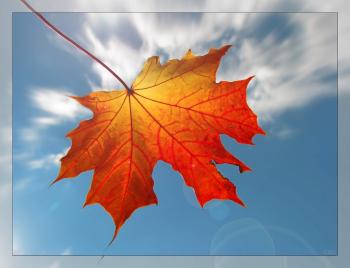 Життєва історія кленового листочка