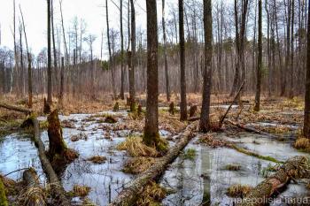 Початок Весни