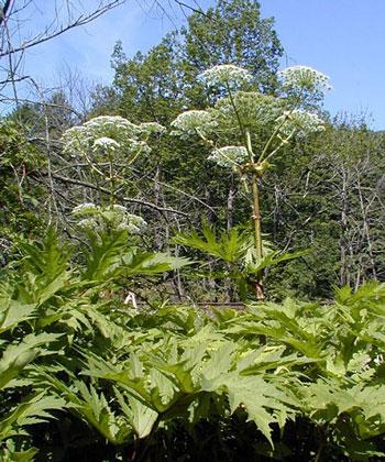 На болотах життя нема