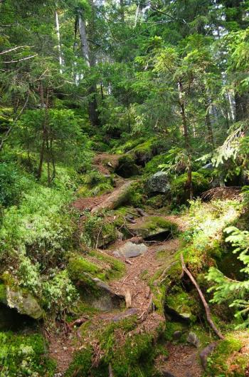 Рашисти, власовці Совки