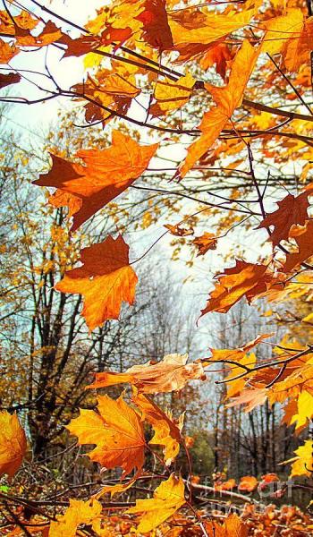 Чим пахне осінь?