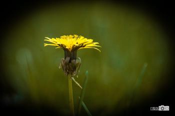 Бабине літо