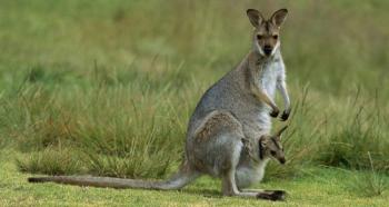 Загадки для дітей 2