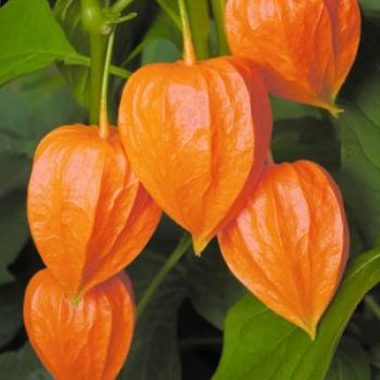 Ботанічна абетка