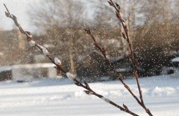 Чому лютуєш, мила Зимо?