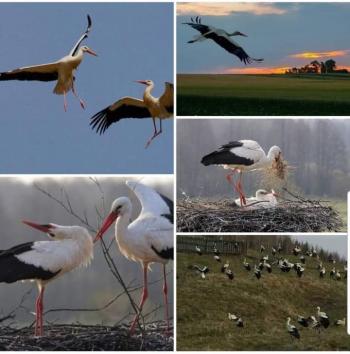 От птахом полетіти