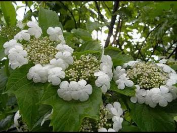 Боляче Боляче