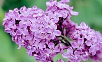 Травневі співи солов’я